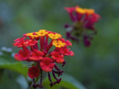 Orta Kolombiya And Dağları 'ndaki Gachantiva kasabası yakınlarındaki bir tarlada yakalanan sıradan bir lantana çiçeğinin makro fotoğrafları..