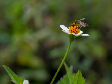 Beyaz bir kır çiçeğinin üzerinde uçan sineğin makro fotoğrafı. Kolombiya 'nın orta Andean dağlarındaki Gachantiva kasabası yakınlarındaki bir tarlada yakalandı..