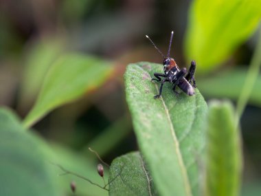 Arkadan çekilen, yaprağın üzerinde duran bir Lubber çekirgesinin makro fotoğrafı. Kolombiya 'nın orta Andean dağlarında Gachantiva kasabası yakınlarında yakalandı.. 