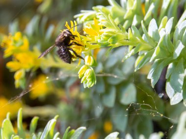 Kolombiya 'nın orta kesimindeki And Dağları' ndaki Villa de Leyva kolonisi yakınlarındaki bir bahçede, sulu bir bitki çiçeğiyle beslenen bir marangoz arısının makro fotoğrafı..