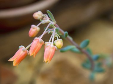 Kolombiya 'nın orta kesimindeki And Dağları' ndaki Villa de Leyva koloni kasabası yakınlarındaki bir bahçede yakalanan bazı echeveria sulu çiçek tomurcuklarının makro fotoğrafları..