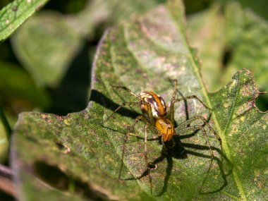 Kolombiya 'nın orta kesimindeki Villa de Leyva kolonisi yakınlarındaki bir bahçede, yaprağın üzerindeki vaşak örümceğinin makro fotoğrafı..