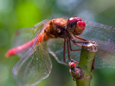 Kolombiya 'nın orta And Dağları' ndaki bir bahçede gül dalında dinlenen Kardinal Meadowhawk yusufçuğunun makro fotoğrafı.