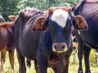 Koyu kahverengi buzağı kameraya bakıyor. Kolombiya 'nın orta Andean dağlarında bir çiftlikte yakalandı..