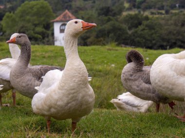 Öğleden sonra bir grup beyaz ve gri kaz, Kolombiya, Boyaca Bölümü 'ndeki sömürge kasabası Villa de Leyva yakınlarındaki bir arazide..