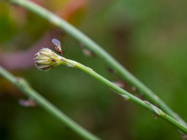 Kolombiya 'nın Villa de Leyva kasabasının yakınlarındaki bir bahçede yakalanan karahindiba tomurcuğunun ucundaki bir yaprak bitinin makro fotoğrafı..