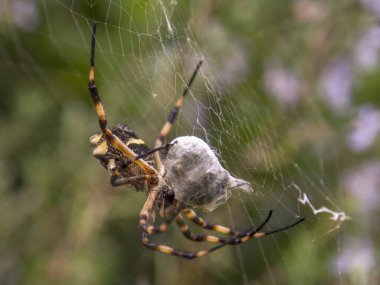 Gümüş argiope örümceğinin ipeğine sarılı bir avla makro fotoğrafı Kolombiya 'nın Villa de Leyva kentinin yakınlarındaki bir bahçede çekildi..