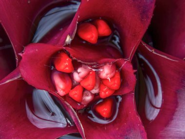 Kolombiya 'nın orta And Dağları' ndaki Arcabuco kasabası yakınlarındaki bir bahçede yağmurlu suyla çiçek açan bir bromelianın makro fotografı..