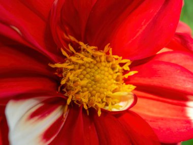 Kolombiya 'nın orta kesimindeki And Dağları' ndaki Villa de Leyva kolonisi yakınlarındaki bir bahçede çekilmiş kırmızı ve beyaz bir yıldız çiçeğinin makro fotoğrafı..