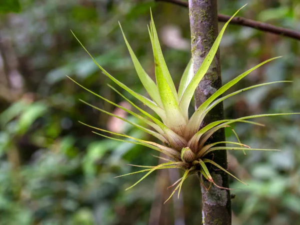 Close Photography Tillandsia Plant Attached Tree Trunk Cloud Forest Central — Stock Photo, Image