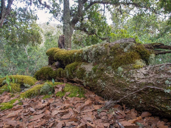 Bosque Robles Con Rocas Cubiertas Musgo Ladera Montaña Iguaque Los —  Fotos de Stock