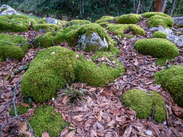 Las Dębowy Skałami Pokrytymi Mchem Zboczu Góry Iguaque Środkowych Andach — Zdjęcie stockowe