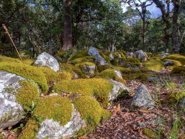 Oak forest with rocks covered in moss at the hillside of the Iguaque mountain in the central Andes of Colombia.
