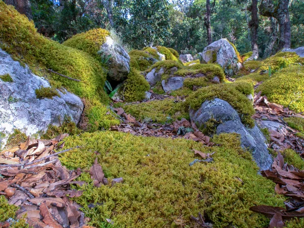 Foresta Quercia Con Rocce Ricoperte Muschio Sulla Collina Del Monte — Foto Stock