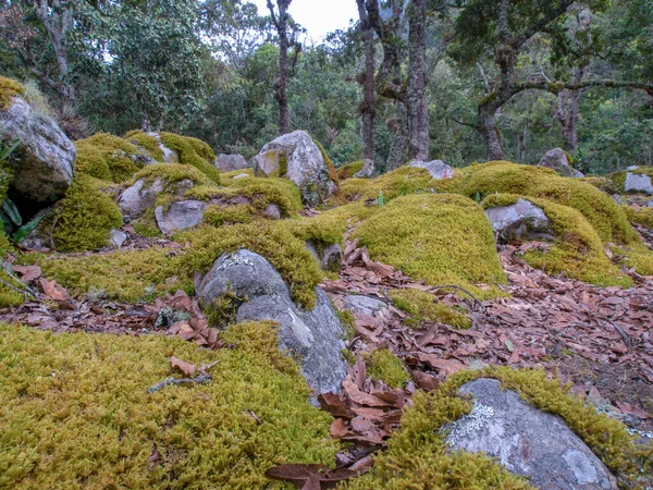 Forêt Chênes Avec Des Roches Couvertes Mousse Flanc Colline Montagne — Photo