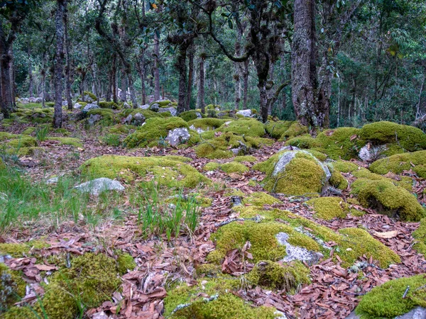 Bosque Robles Con Rocas Cubiertas Musgo Ladera Montaña Iguaque Los —  Fotos de Stock