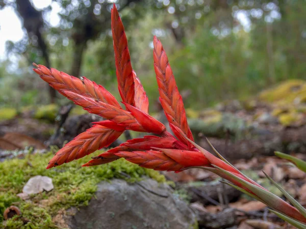 Zbliżenie Fotografia Tillandsia Kwiat Złapany Zboczu Góry Iguaque Środkowych Andach — Zdjęcie stockowe