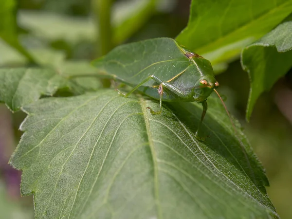 Macro Photography Green Catydid Standing Green Big Leaf Captured Garden — Stock Photo, Image