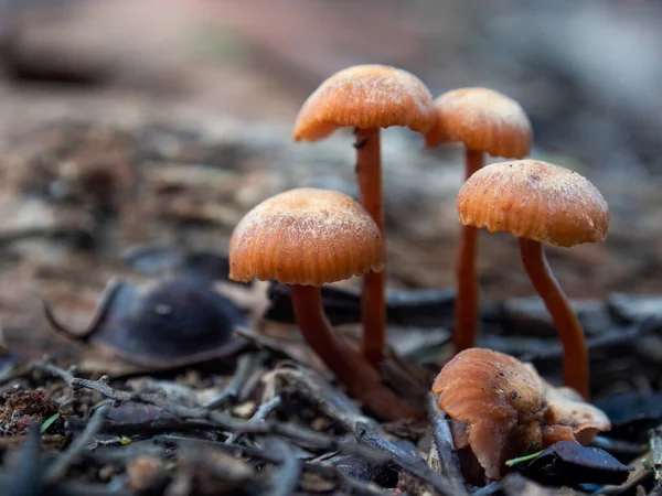 Fotografia Macro Grupo Cogumelos Trompete Dourado Chão Uma Floresta Perto — Fotografia de Stock