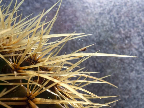 Macro Fotografia Delle Spine Cactus Catturato Giardino Vicino Alla Città — Foto Stock