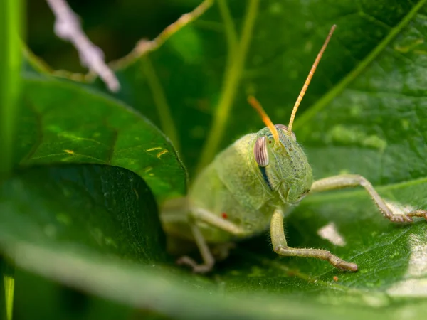 Fotografía Macro Saltamontes Verde Escondido Algunas Hojas Capturado Jardín Cerca — Foto de Stock