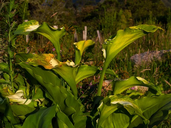 Green Goddess Cultivar Calla Lily Plant Sunset Garden Colonial Town — Stock Photo, Image