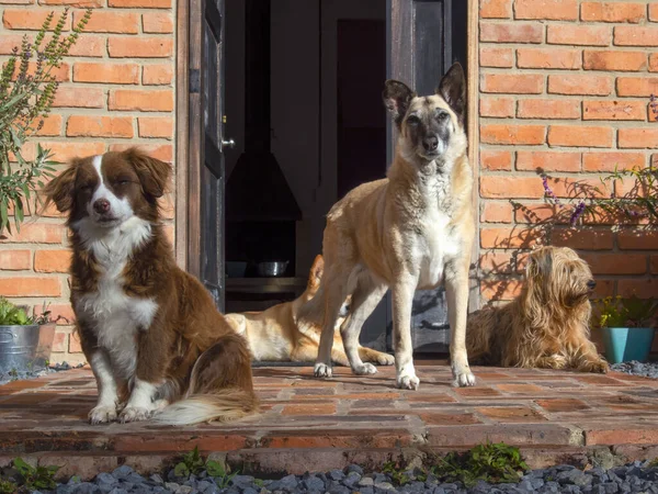 Grupp Adopterade Byrackor Vid Dörr Ett Hus Nära Den Koloniala — Stockfoto