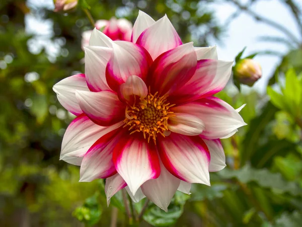 Macro Photography Red Whie Dahlia Captured Garden Colonial Town Villa — Stock Photo, Image