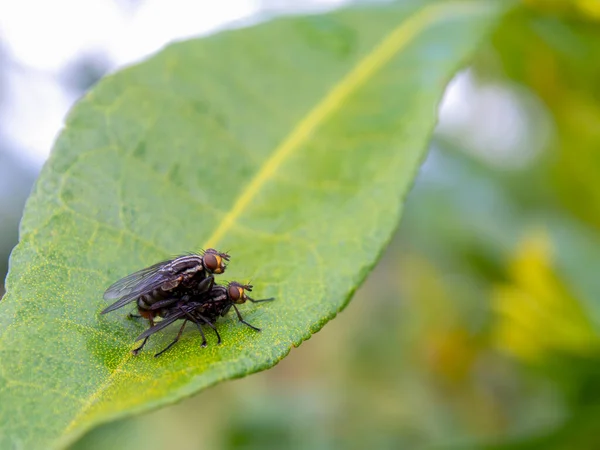 Macro Fotografia Mosche Che Accoppiano Una Foglia Giardino Vicino Alla — Foto Stock