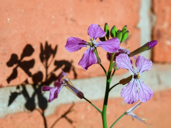 Fotografi Makro Bunga Lobak Liar Memproyeksikan Bayangan Mereka Pada Dinding — Stok Foto