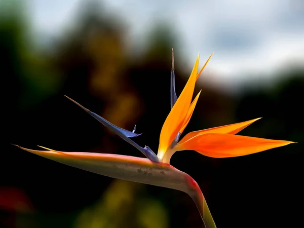 Nahaufnahme Eines Paradiesvogels Aufgenommen Einem Garten Der Nähe Der Kolonialstadt — Stockfoto