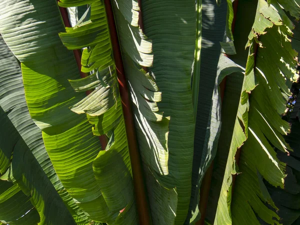 Detalj Bananblad Tagna Vid Solnedgången Centrala Andinska Bergen Colombia — Stockfoto