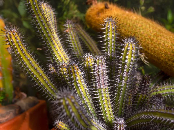 Fotografia Ravvicinata Una Pianta Succulenta Spinosa Dell Euphorbia Baioensis Catturata — Foto Stock