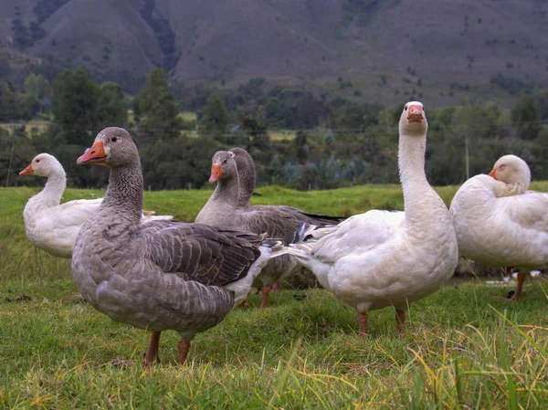 Een Groep Witte Grijze Ganzen Een Veld Middag Buurt Van — Stockfoto