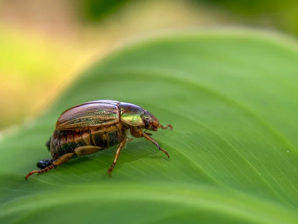 Fotografía Macro Una Joya Verde Escarabajo Capturada Jardín Las Montañas — Foto de Stock