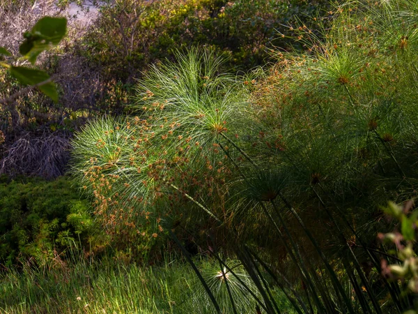 Gruppe Von Papyruspflanzen Rande Eines Teiches Einem Garten Der Nähe — Stockfoto