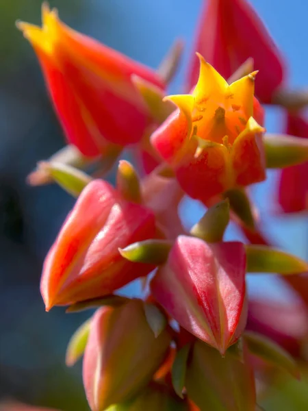 Fotografía Macro Flores Echeveria Capturadas Jardín Cerca Ciudad Colonial Villa —  Fotos de Stock