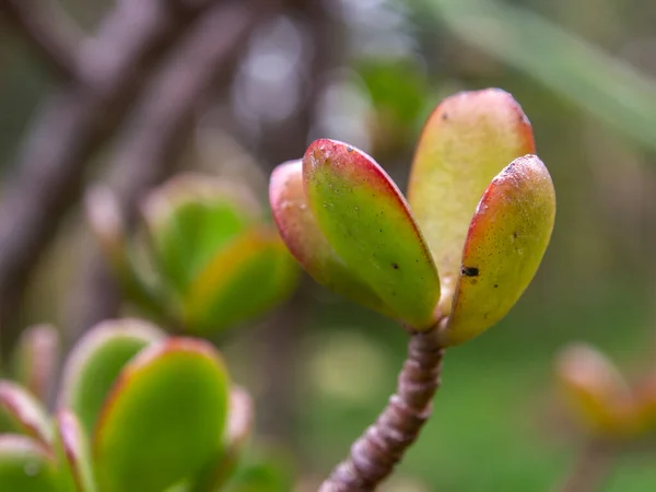 Makro Fotografering Vissa Blad Jade Anläggningen Fångas Trädgård Nära Den — Stockfoto