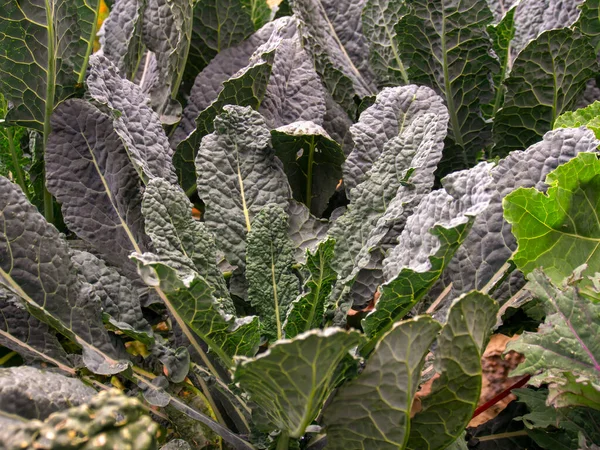 Mira Cerca Algunas Hojas Plantas Col Rizada Capturadas Una Granja —  Fotos de Stock