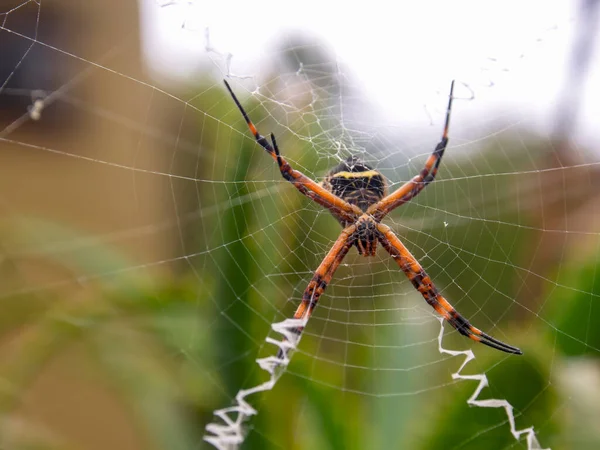 Makro Fotografie Stříbrného Argiopského Pavouka Jeho Webu Zachyceného Zahradě Poblíž — Stock fotografie