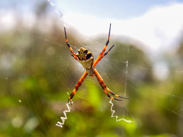 Macro Photographie Une Argiope Argentée Sur Toile Capturée Dans Jardin — Photo