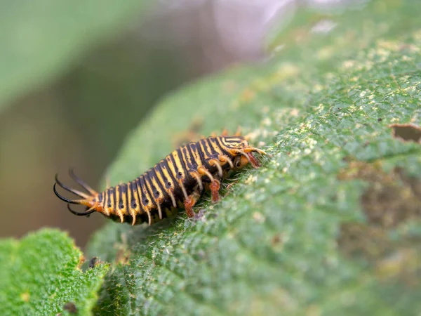 Fotografía Macro Una Larva Escarabajo Tortuga Sobre Una Hoja Capturada — Foto de Stock