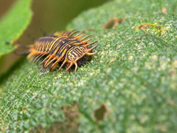 Fotografía Macro Una Larva Escarabajo Tortuga Sobre Una Hoja Capturada — Foto de Stock