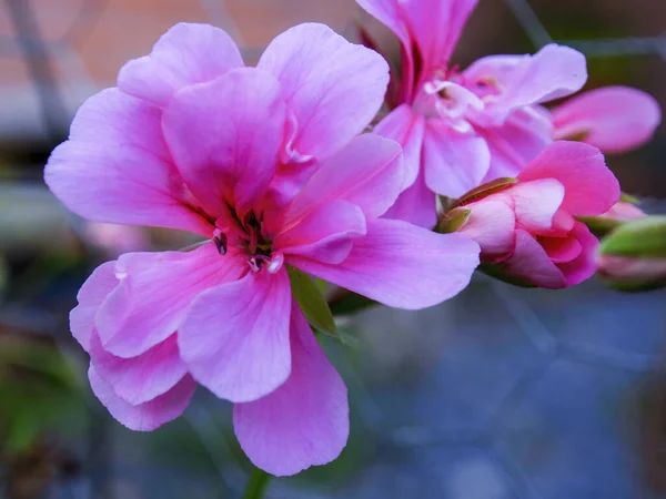 Fotografi Makro Dari Bunga Geranium Cascading Merah Muda Ditangkap Sebuah — Stok Foto