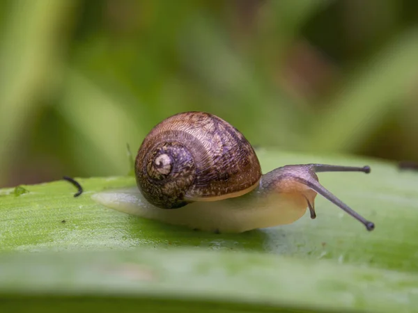 Macro Fotografía Caracol Jardín Joven Capturado Jardín Cerca Ciudad Colonial — Foto de Stock