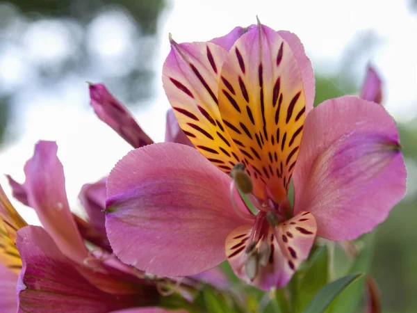 Makro Fotografia Peruwiańskich Kwiatów Lilii Alstroemeria Saturne Zrobione Ogrodzie Pobliżu — Zdjęcie stockowe