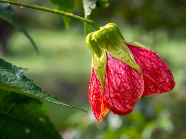 Fotografia Macro Uma Flor Abutilon Vermelho Totalmente Aberto Capturado Jardim — Fotografia de Stock