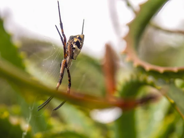 Makro Fotografie Stříbrného Argiopského Pavouka Visícího Pavučiny Svícnu Aloe Zachyceného — Stock fotografie