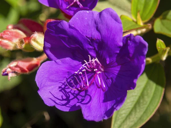 Fotografia Macro Uma Flor Princesa Andina Capturada Uma Fazenda Nas — Fotografia de Stock