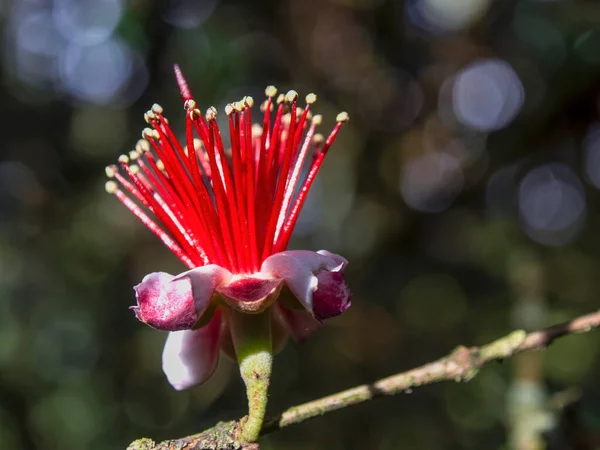 Macro Photography Feijoa Flower Captured Farm Town Arcabuco Department Boyaca — Stock Photo, Image